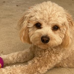 Meet your Posher, Danielle